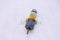 Diesel Stop Solenoid 1500-2154  1502-12B6U1B2S2
